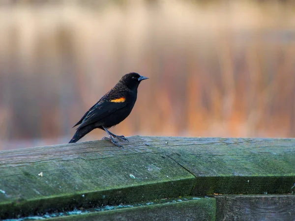 Eine Nahaufnahme Eines Rotflügeligen Schwarzen Vogels Der Auf Dem Zaun — Stockfoto