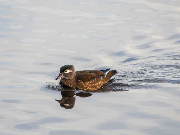 Pemandangan Bebek Kayu Betina Berenang Danau Vancouver Kanada — Stok Foto