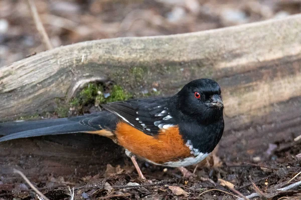 Picture Spotted Towhee Perching Ground Vancouver Canada — Stock Photo, Image