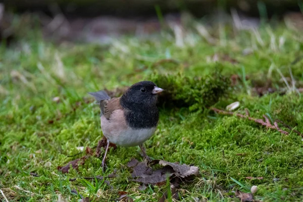 Picture Male Dark Eyed Junco Perching Ground Vancouver Canada — Stock Photo, Image