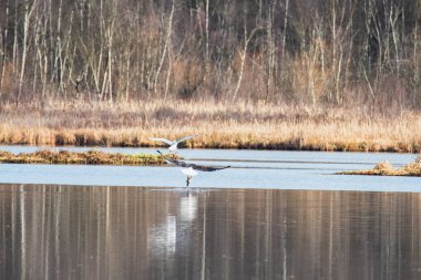 Bir balık yakaladıktan sonra bir martı tarafından kovalanan kel bir kartal. Vancouver Bc Kanada