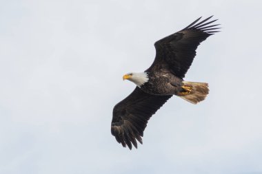 Havada uçan kel bir kartalın resmi. Delta Bc Kanada