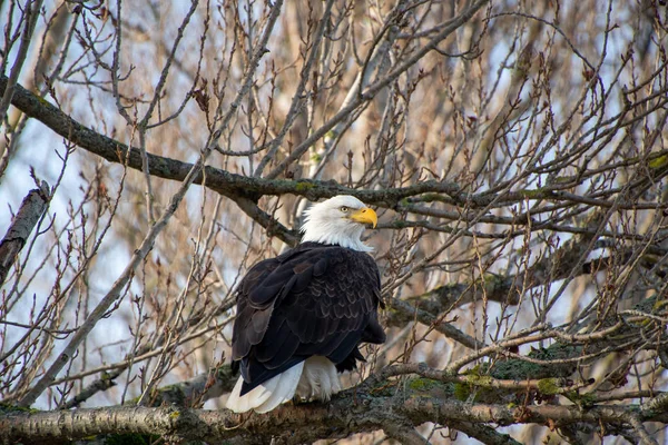 Ein Bild Eines Weißkopfseeadlers Der Auf Dem Ast Hockt Delta — Stockfoto