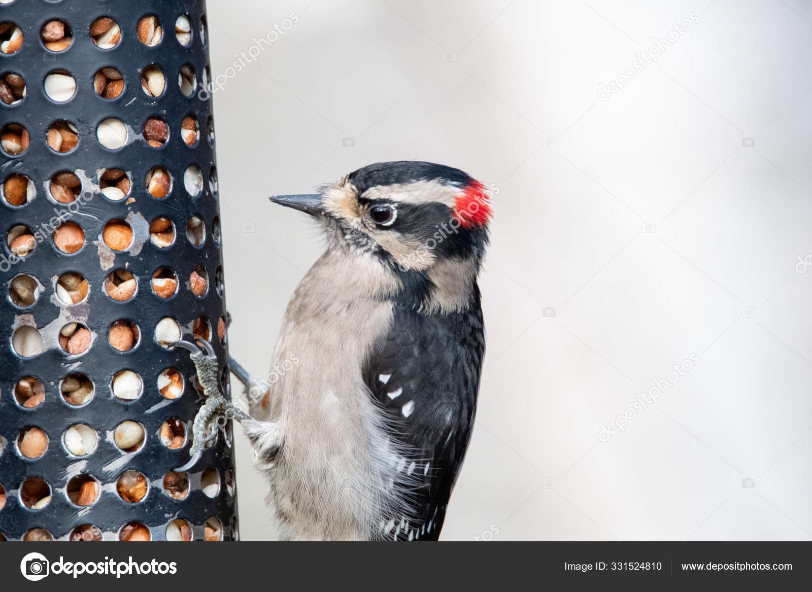 Stockfotos Woody Woodpecker Bilder Stockfotografie Woody Woodpecker Lizenzfreie Fotos Depositphotos