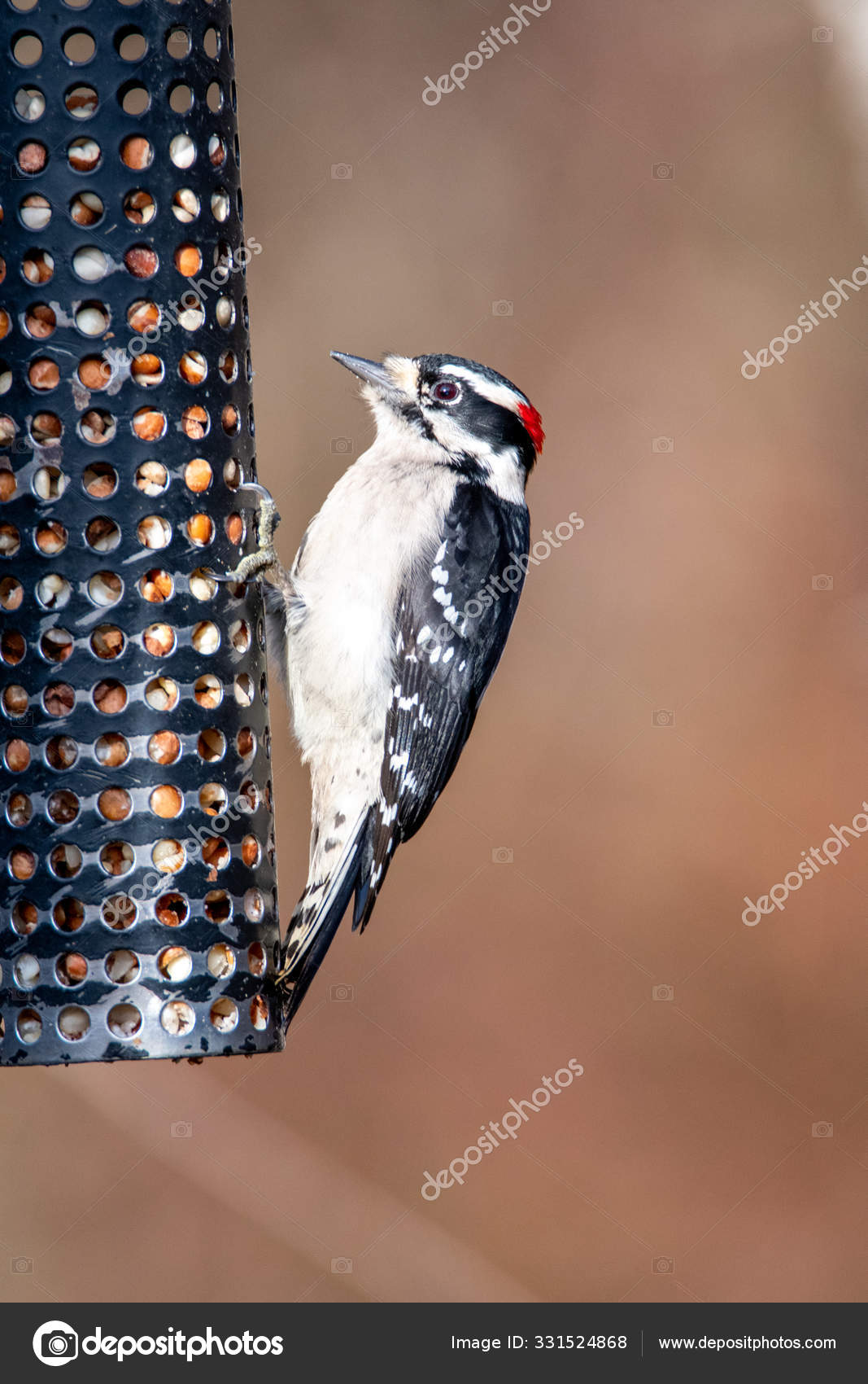 Woody Woodpecker Pictures Woody Woodpecker Stock Photos Images Depositphotos