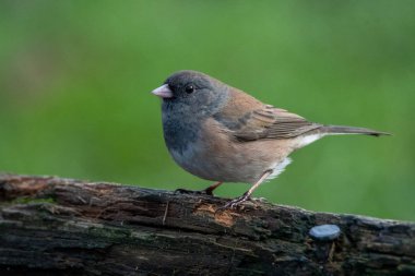 Dişi bir siyah gözlü junco 'nun tahtaya tünediği bir resim. Vancouver Bc Kanada