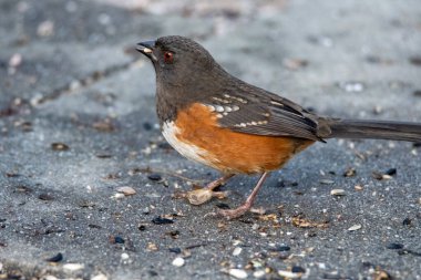 Yere tünemiş bir dişi benekli bukle resmi. Vancouver Bc Kanada