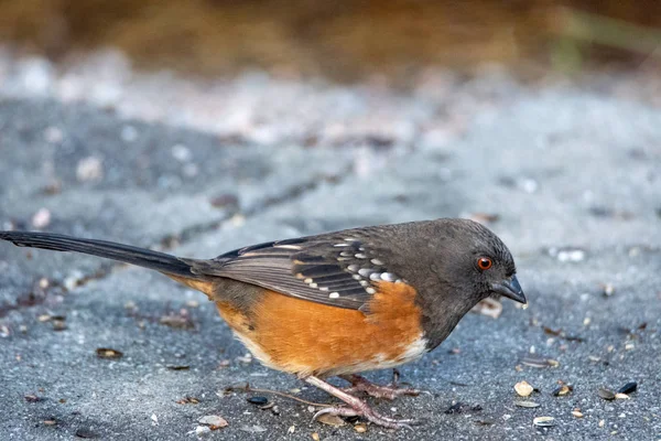 Picture Female Spotted Towhee Perching Ground Vancouver Canada — ストック写真
