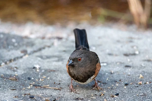 Picture Male Spotted Towhee Perching Ground Vancouver Canada — Stock Photo, Image