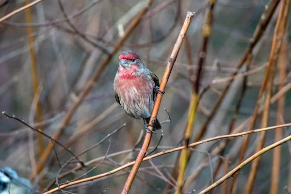 Picture Male House Finch Branch Vancouver Canada — ストック写真