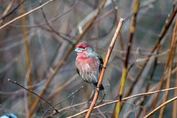 Picture Male House Finch Branch Vancouver Canada — ストック写真