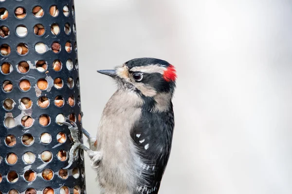 Una Foto Downy Woodpecker Posado Alimentador Vancouver Canadá — Foto de Stock