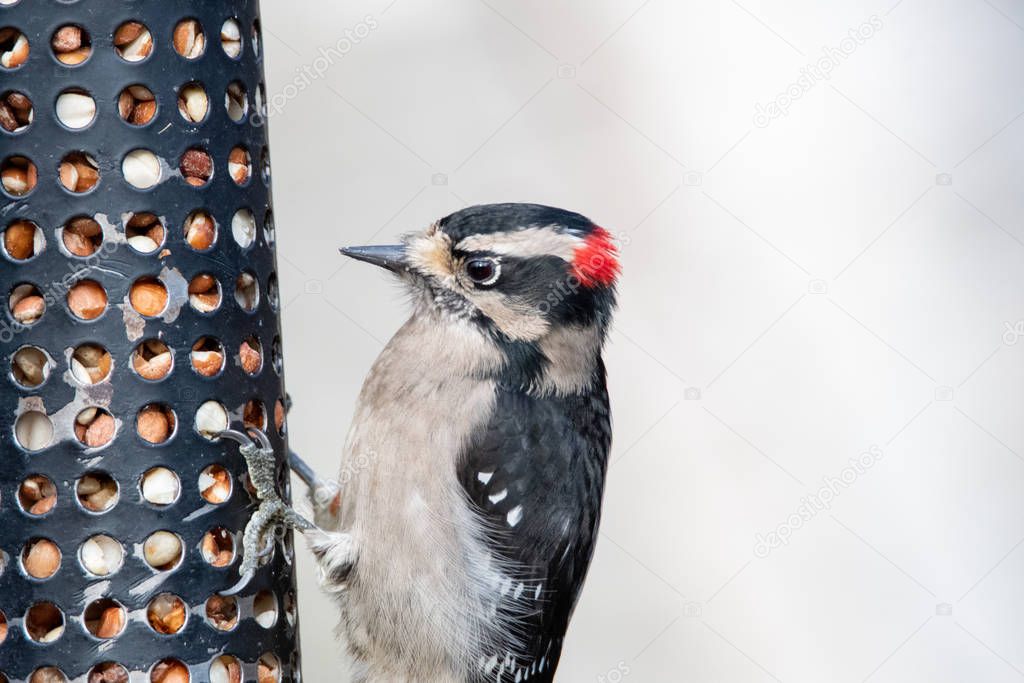 A picture of Downy Woodpecker  perching on the feeder.   Vancouver BC Canada