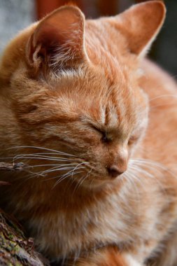 Bir tekir kedinin yakın çekimi. Kyoto Japonya