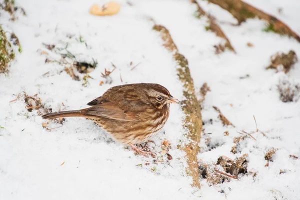 雪に覆われた地面に突き出た歌の雀の写真 バーナビーBcカナダ — ストック写真