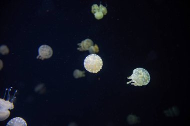 Akvaryumda yüzen denizanasının resmi. Vancouver Akvaryumu Bc Kanada