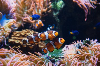 Akvaryumda yüzen palyaço balıklarının resmi. Vancouver Akvaryumu Bc Kanada