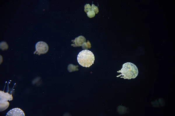 Sebuah Gambar Ubur Ubur Mengambang Akuarium Vancouver Aquarium Canada — Stok Foto