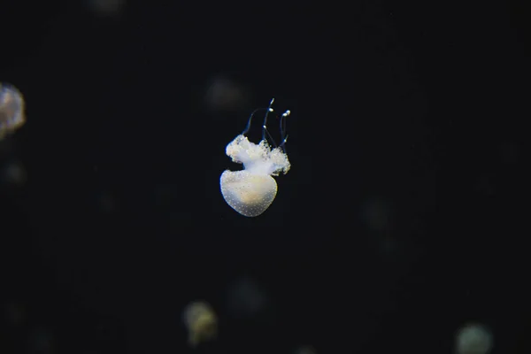 Uma Imagem Água Viva Flutuar Aquário Vancouver Aquarium Canada — Fotografia de Stock