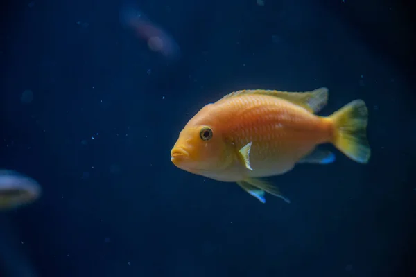 Una Foto Ciclide Africano Che Nuota Nell Acquario Acquario Vancouver — Foto Stock