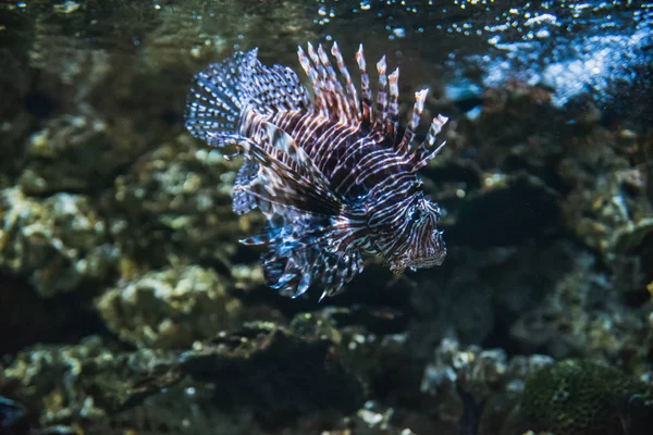 Detailní Záběr Lví Ryby Plavající Akváriu Vancouver Aquarium Canada — Stock fotografie