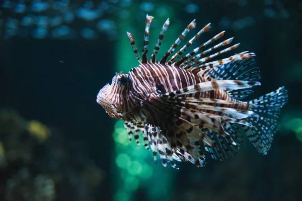 Closeup Lionfish Swimming Aquarium Vancouver Aquarium Canada — Stock Photo, Image