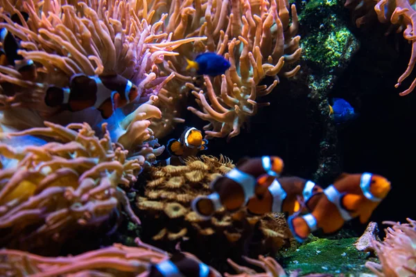 Μια Φωτογραφία Του Clownfishes Κολυμπάει Στο Ενυδρείο Vancouver Aquarium Καναδάς — Φωτογραφία Αρχείου