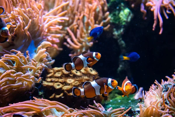 Una Foto Pesci Pagliaccio Che Nuotano Nell Acquario Acquario Vancouver — Foto Stock