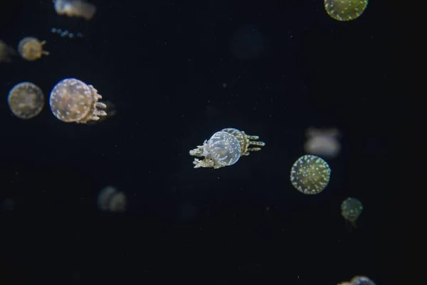 Μια Φωτογραφία Μέδουσες Επιπλέουν Στο Ενυδρείο Vancouver Aquarium Καναδάς — Φωτογραφία Αρχείου