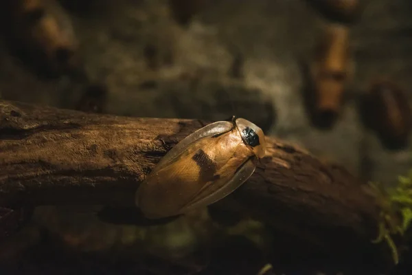 Närbild Kackerlacka Akvariet Vancouver Aquarium Kanada — Stockfoto