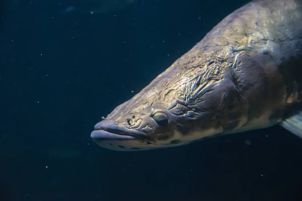 Close Rosto Pirarucu Aquário Vancouver Aquarium Canada — Fotografia de Stock