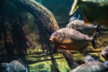 Akvaryumda yüzen kırmızı karınlı piranaların resmi. Vancouver Akvaryumu Bc Kanada