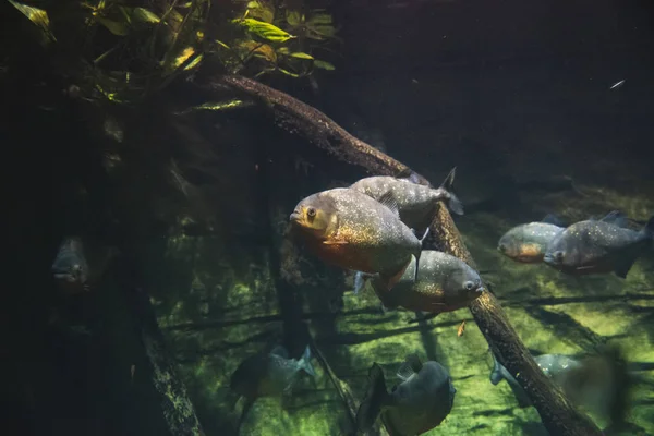 Una Foto Piranha Dal Ventre Rosso Che Nuotano Nell Acquario — Foto Stock