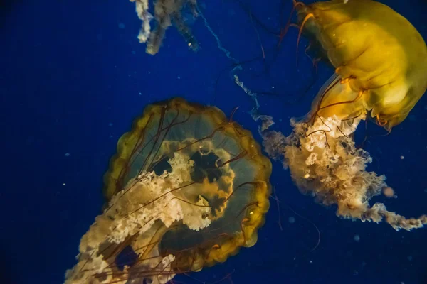 A picture of Sea nettle jellyfish floating in the aquarium.   Vancouver Aquarium  BC Canada