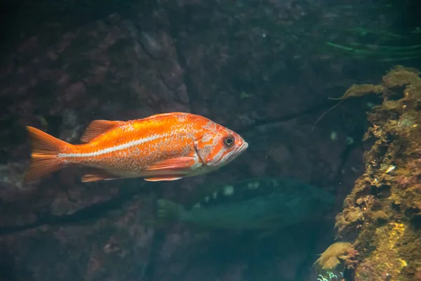 Uma Foto Juvenil Yelloweye Rockfish Aquário Vancouver Aquarium Canada — Fotografia de Stock