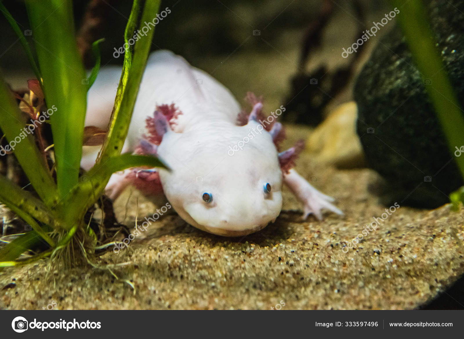 Closeup Axolotl Walking Sand Vancouver Aquarium Canada Stock Photo By C Haseg77 Closeup Axolotl Walking Sand Vancouver Aquarium Canada Stock Photo By C Haseg77