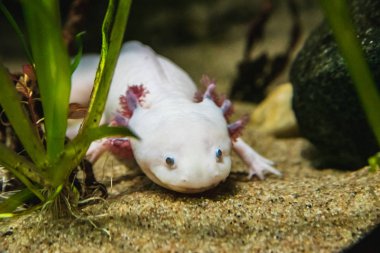 Kumda yürüyen bir Axolotl 'un yakın çekimi. Vancouver Akvaryumu Bc Kanada