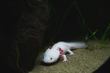 Kumda yürüyen bir Axolotl 'un yakın çekimi. Vancouver Akvaryumu Bc Kanada