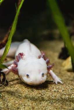 Kumda yürüyen bir Axolotl 'un yakın çekimi. Vancouver Akvaryumu Bc Kanada