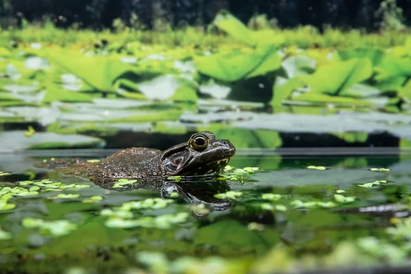 Obraz Byczej Żaby Podglądającej Wodę Vancouver Aquarium Kanada — Zdjęcie stockowe