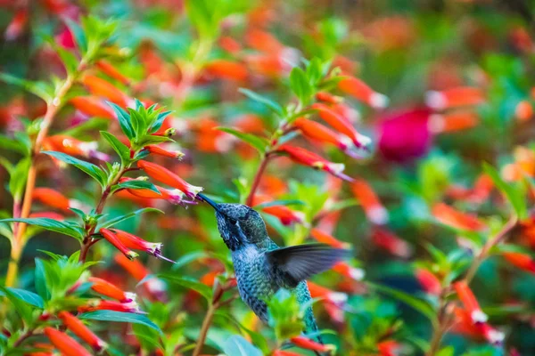 Koliber Anny Unoszący Się Pijący Nektar Kwiatów Victoria Kanada — Zdjęcie stockowe