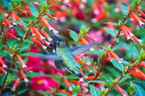 Annas Kolibri Som Svävar Och Dricker Nektar Från Några Blommor — Stockfoto