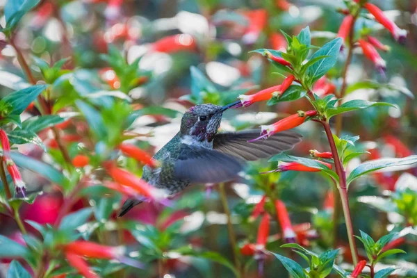 Beija Flor Anna Pairando Bebendo Néctar Algumas Flores Victoria Canadá — Fotografia de Stock