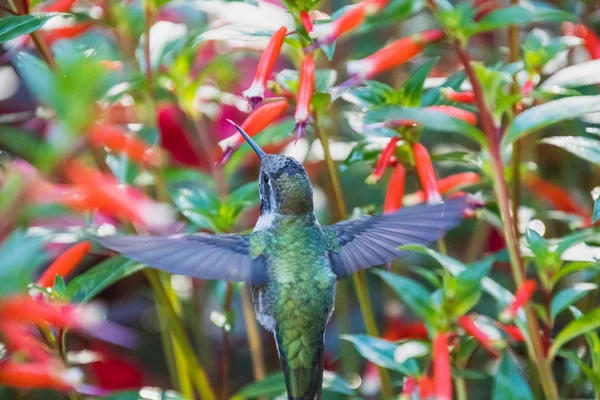 Anna Hummingbird Hovering Drinking Nectar Some Flowers Victoria Canada — Stock Photo, Image