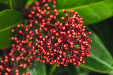 A picture of Skimmia flower bud in the garden.   Victoria BC Canada