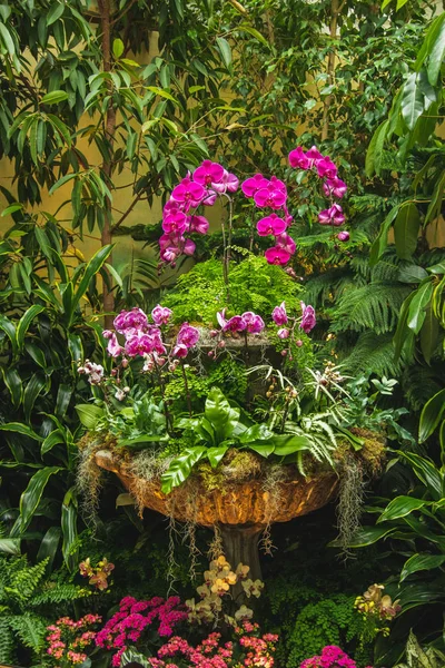 Immagine Del Phalaenopsis Viola Nel Pot Del Fiore Victoria Canada — Foto Stock