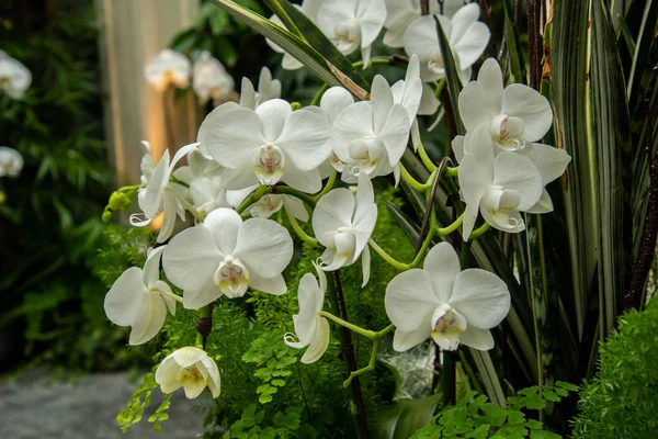 Uma Imagem Phalaenopsis Branco Potenciômetro Flor Victoria Canadá — Fotografia de Stock