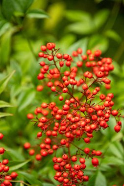 A closeup of the sacred bamboo's berries in the garden.   Victoria  BC  Canada