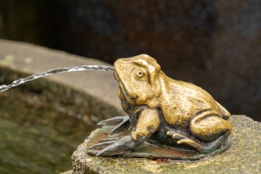 A picture of a small frog shaped water fountain in a garden.Victoria BC Canada