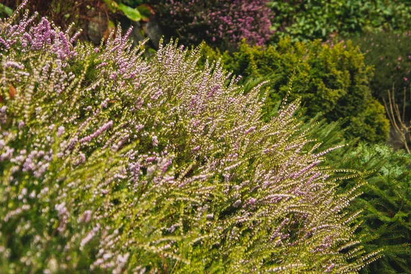 Picture Pink Erica Flower Garden Victoria Canada — Stock Photo, Image